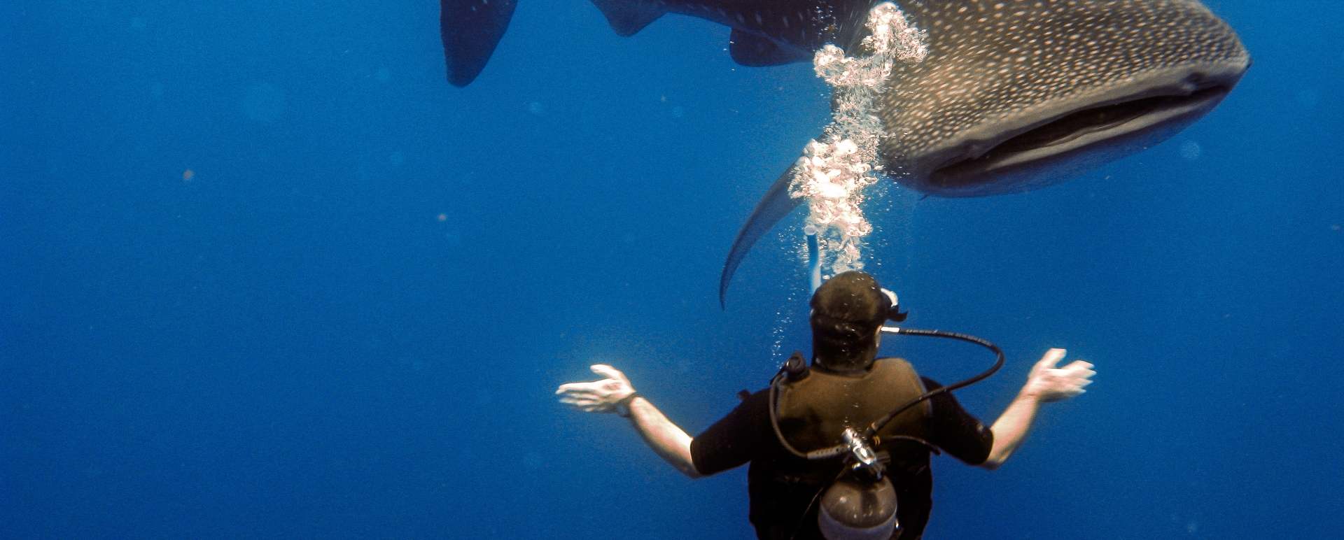 Whale shark diving - Turtle Inn