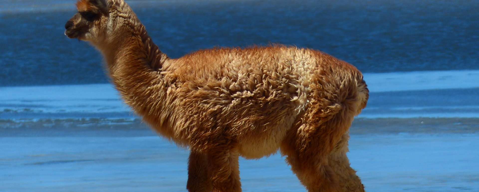 Atacama wildlife - Atacama to Lake Titicaca