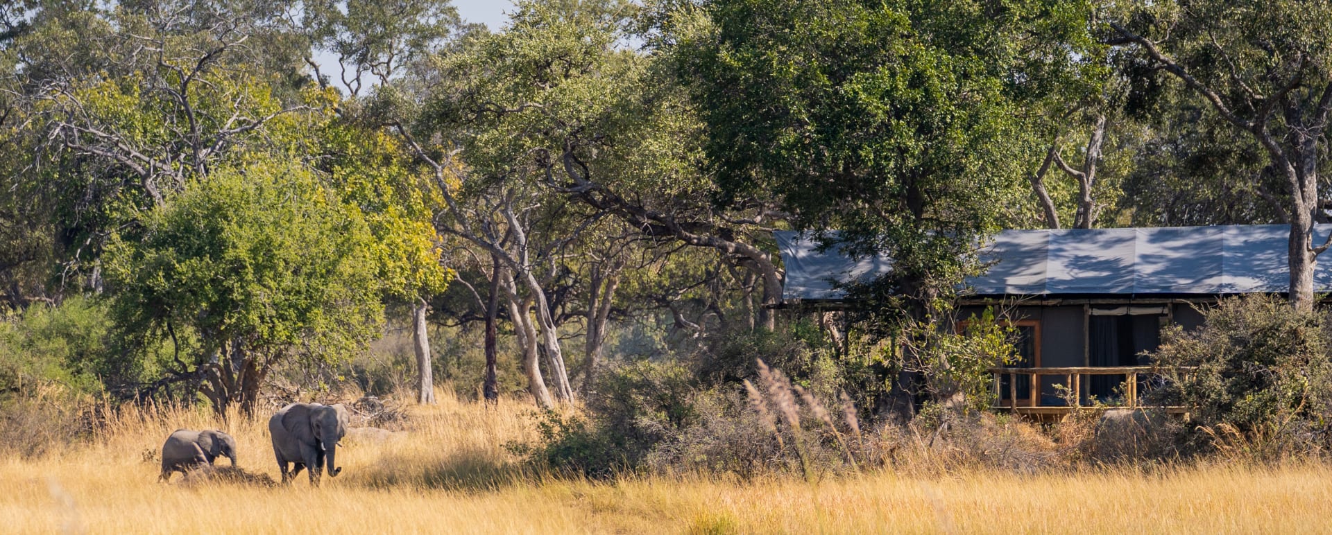 Elephants  