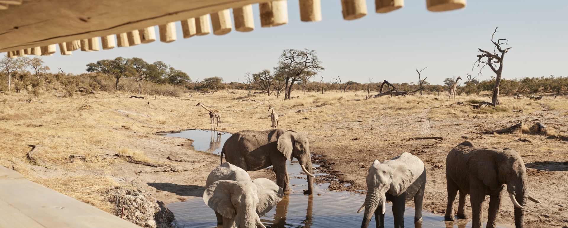 Elephants at the water hole  
