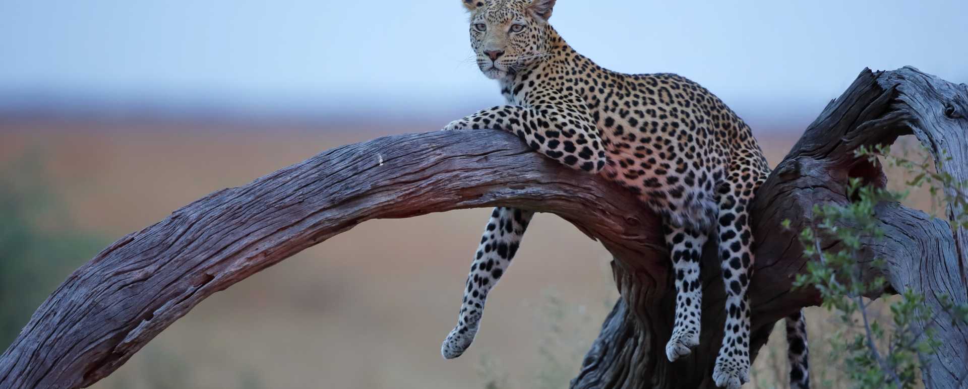 Leopard 