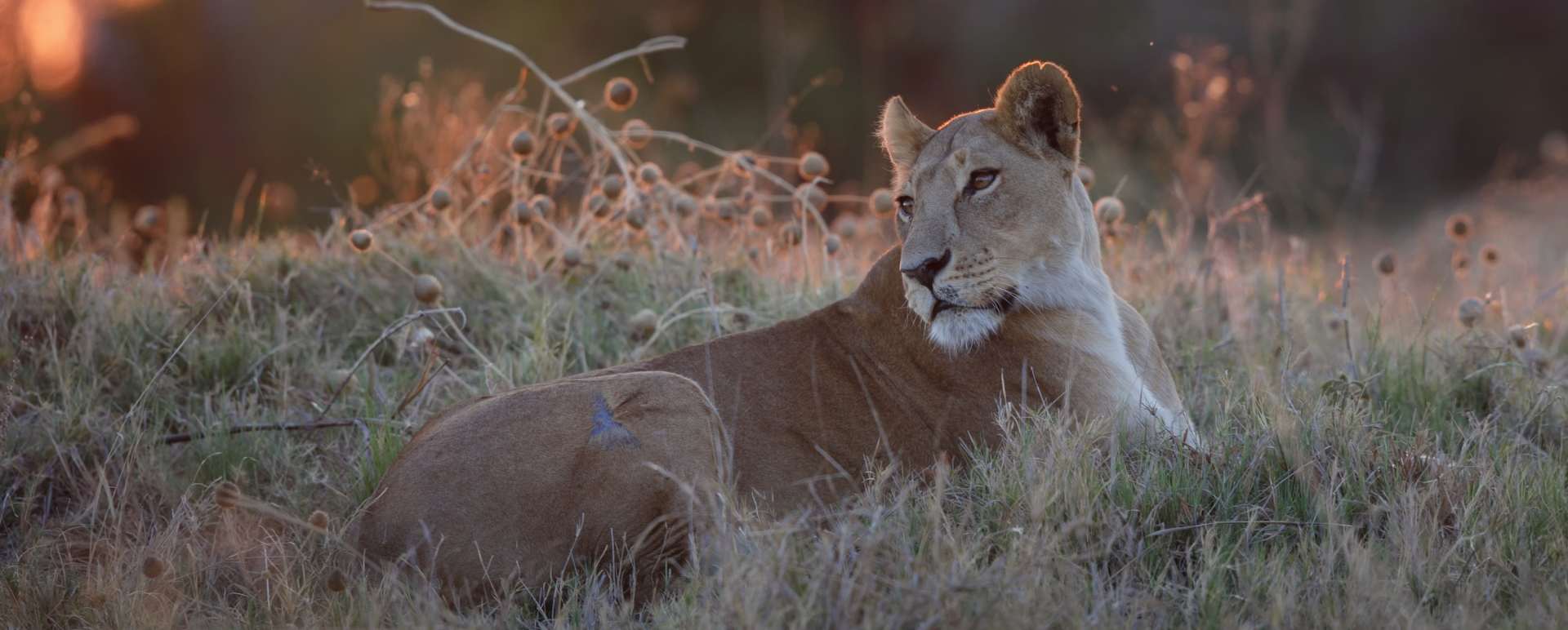 Lion 