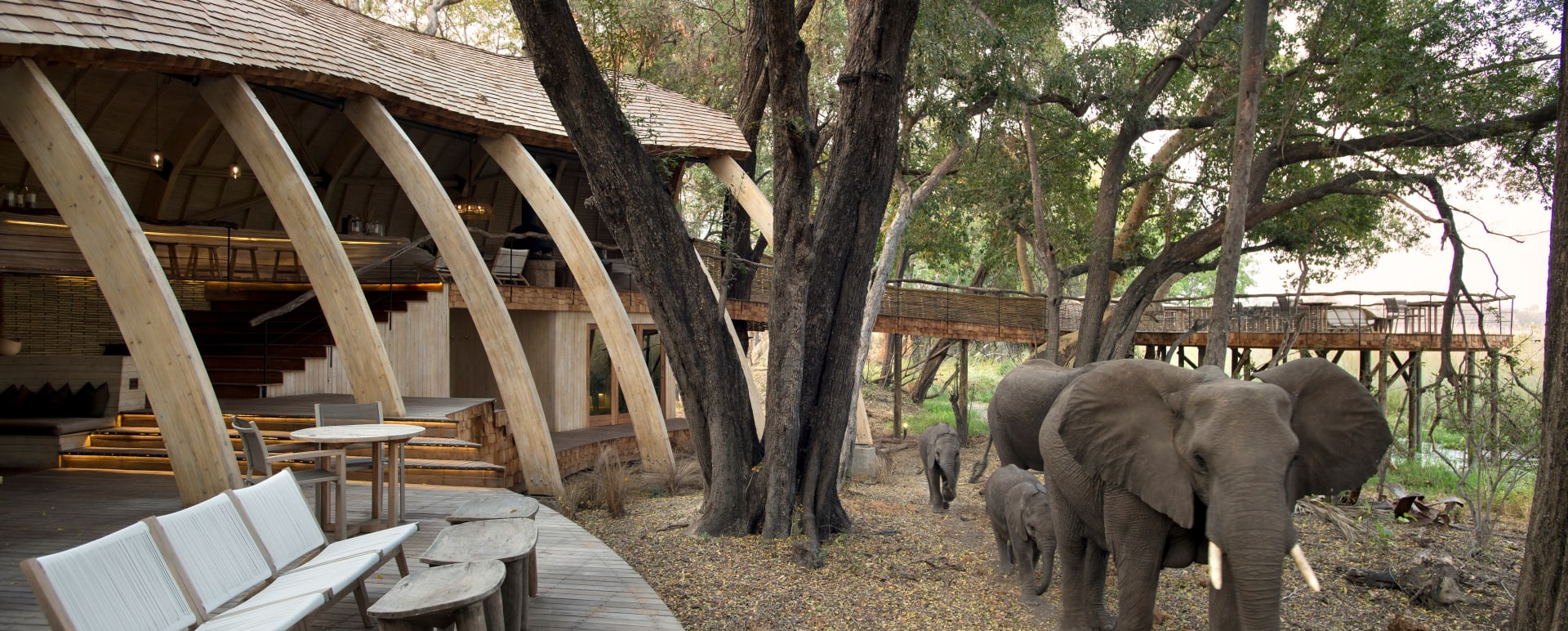 elephants 
