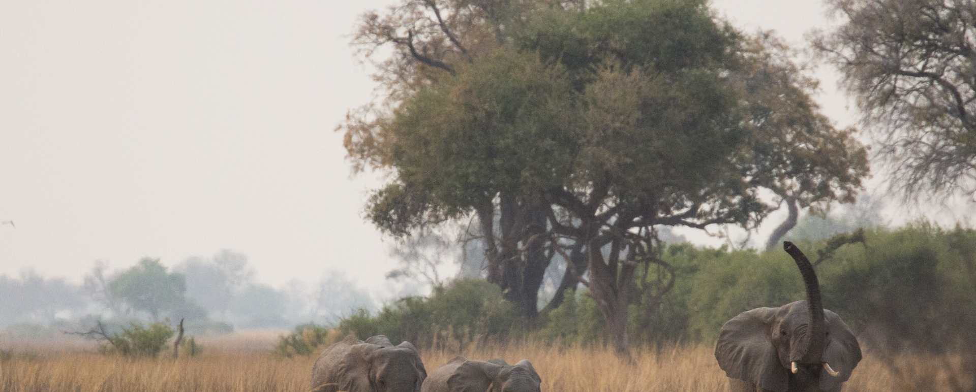 Elephants in the grass 