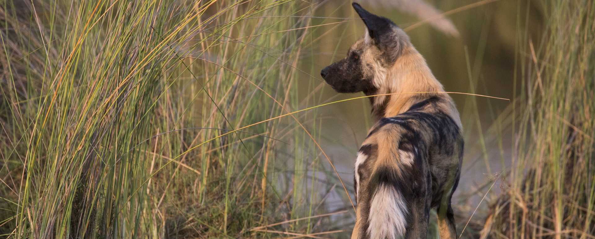 Wild dog 