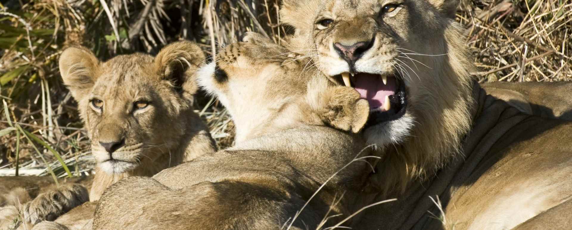 A pride of lion near camp - Little Mombo