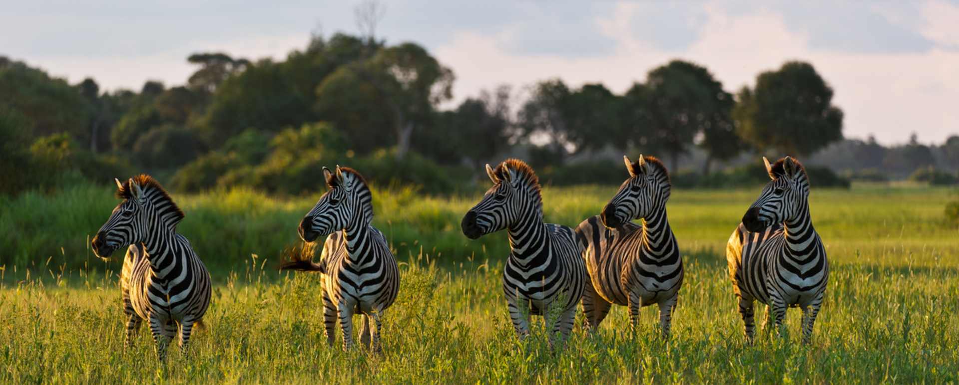 A dazzle of zebra - Little Mombo