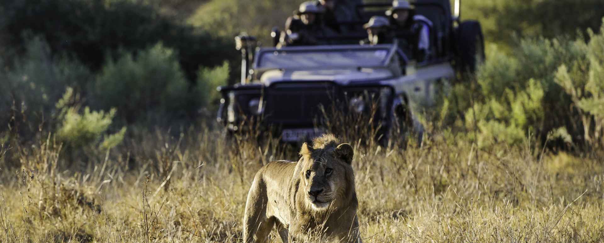 Game drive from Little Mombo - Little Mombo