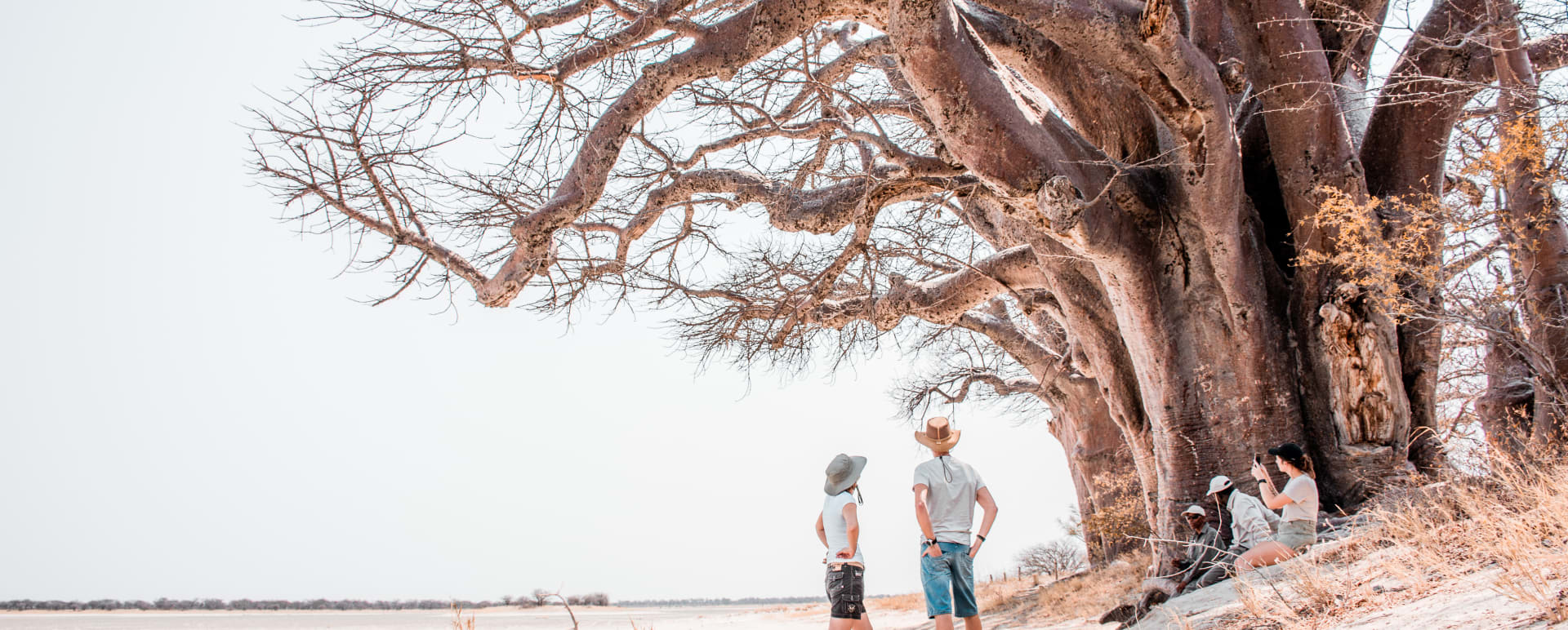 Baines Baobabs 