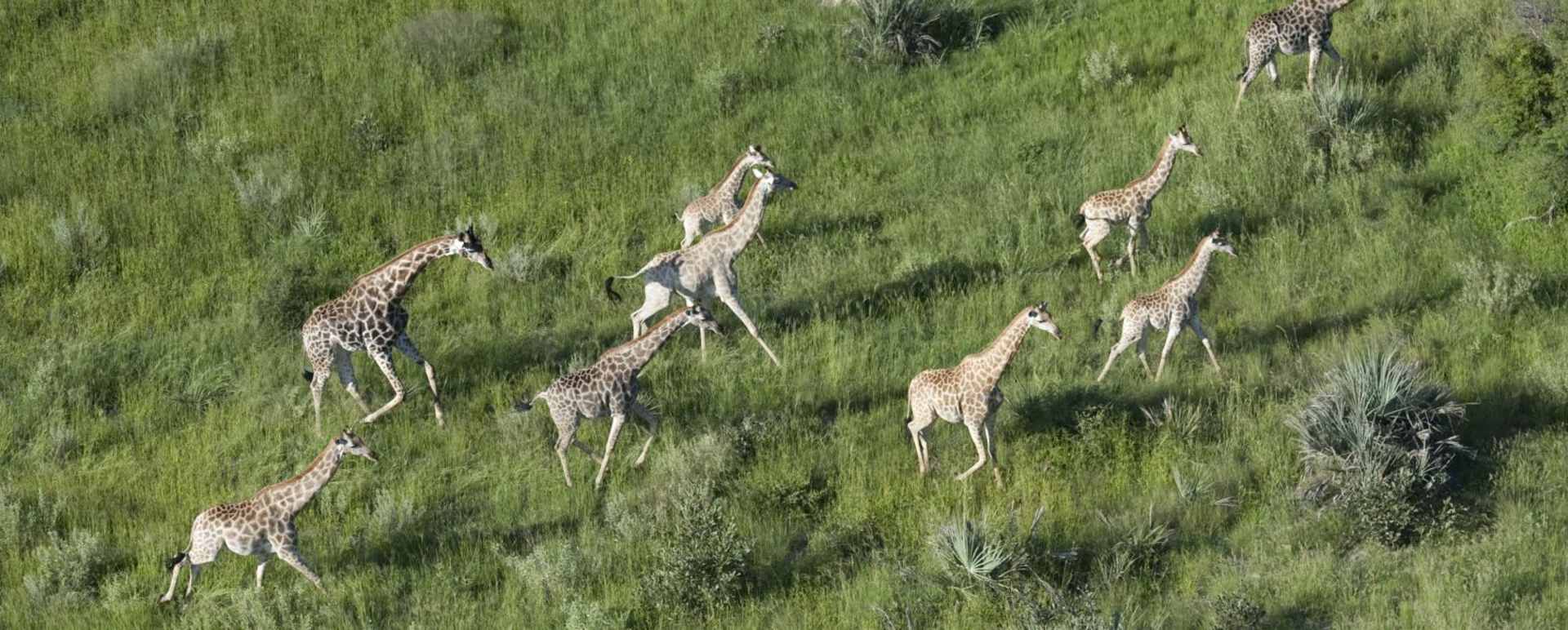 Giraffe aerial view - Gorokwe