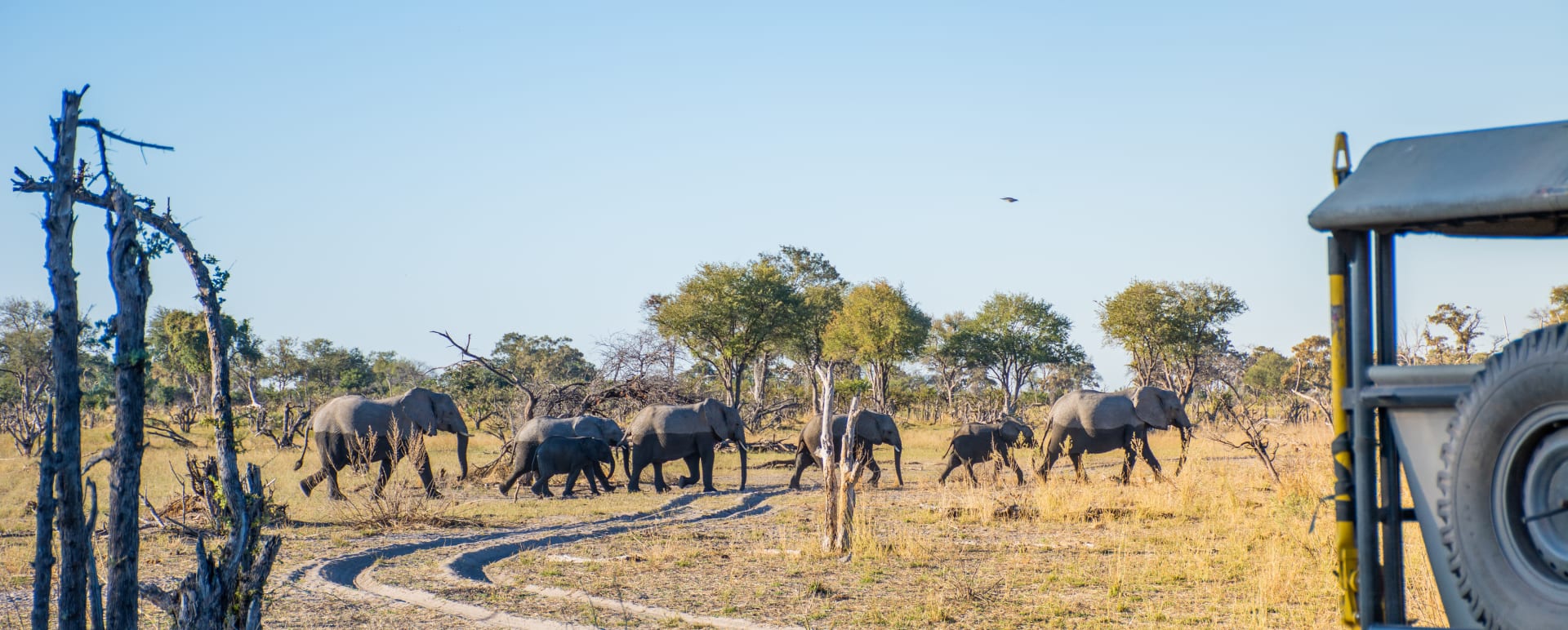 Game drive  