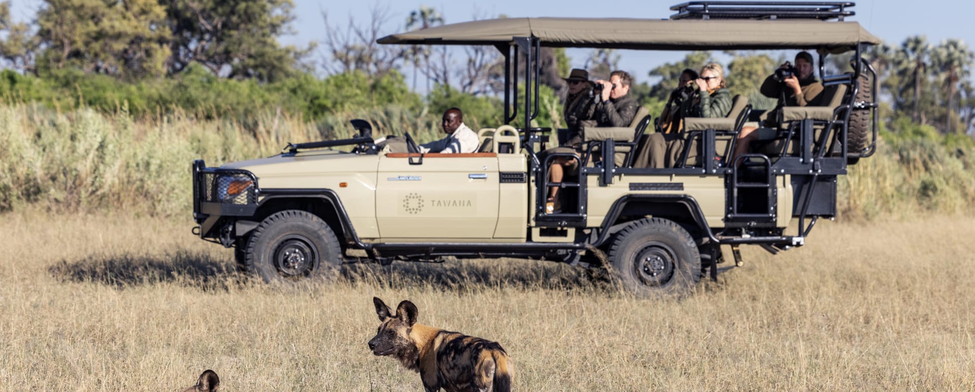 Game drive with wild dog 