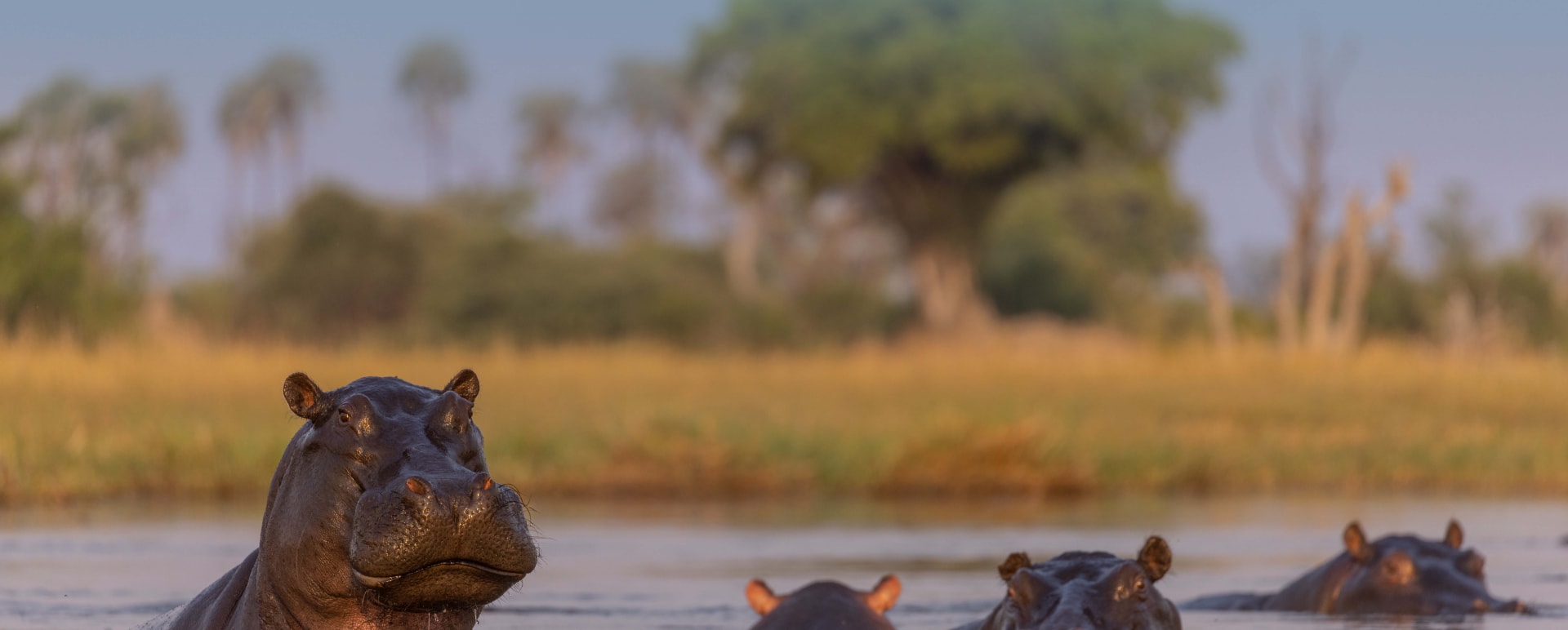 Hippo 