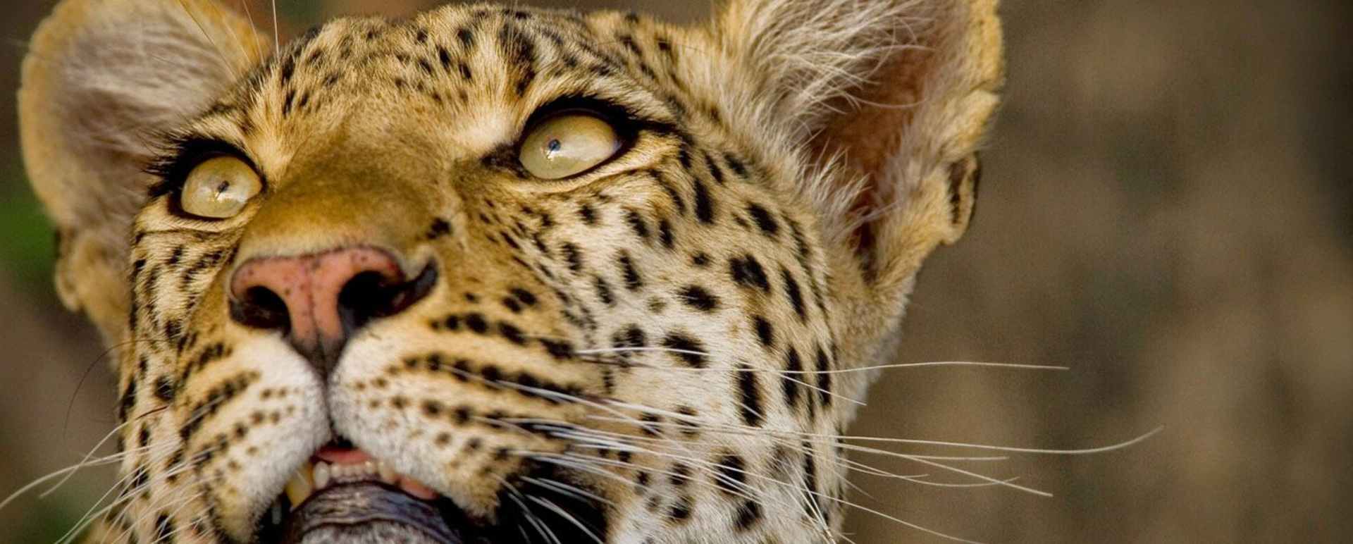 Leopard - Zarafa Camp
