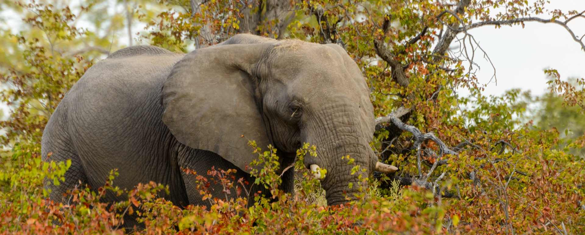 Elephant - Wild Botswana Riding Safari