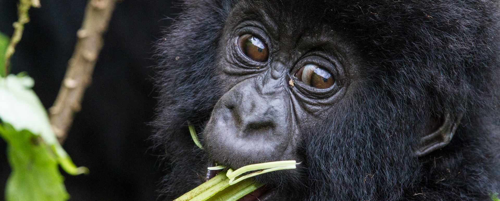 Gorilla