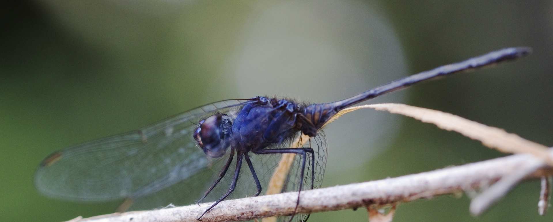 Dragonfly - Botswana Honeymoon