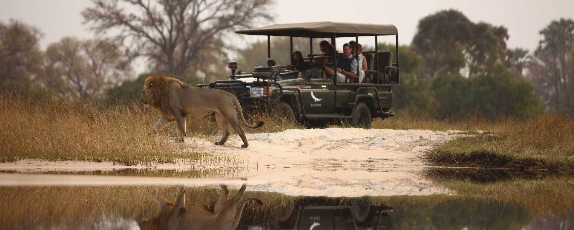 Sandibe Game drive 