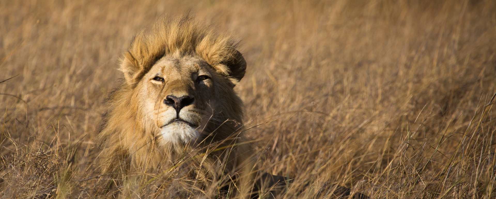 Lion - Essential Botswana
