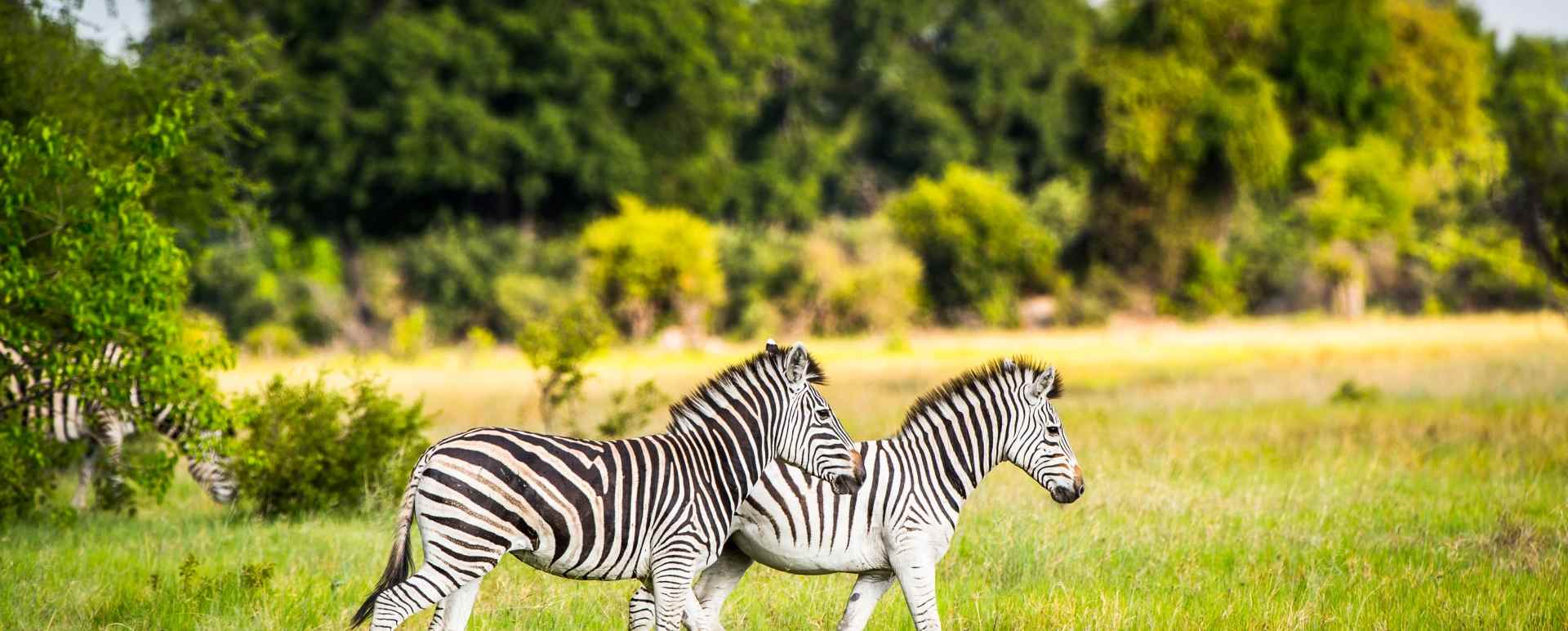 Zebras - Discover the Okavango Delta