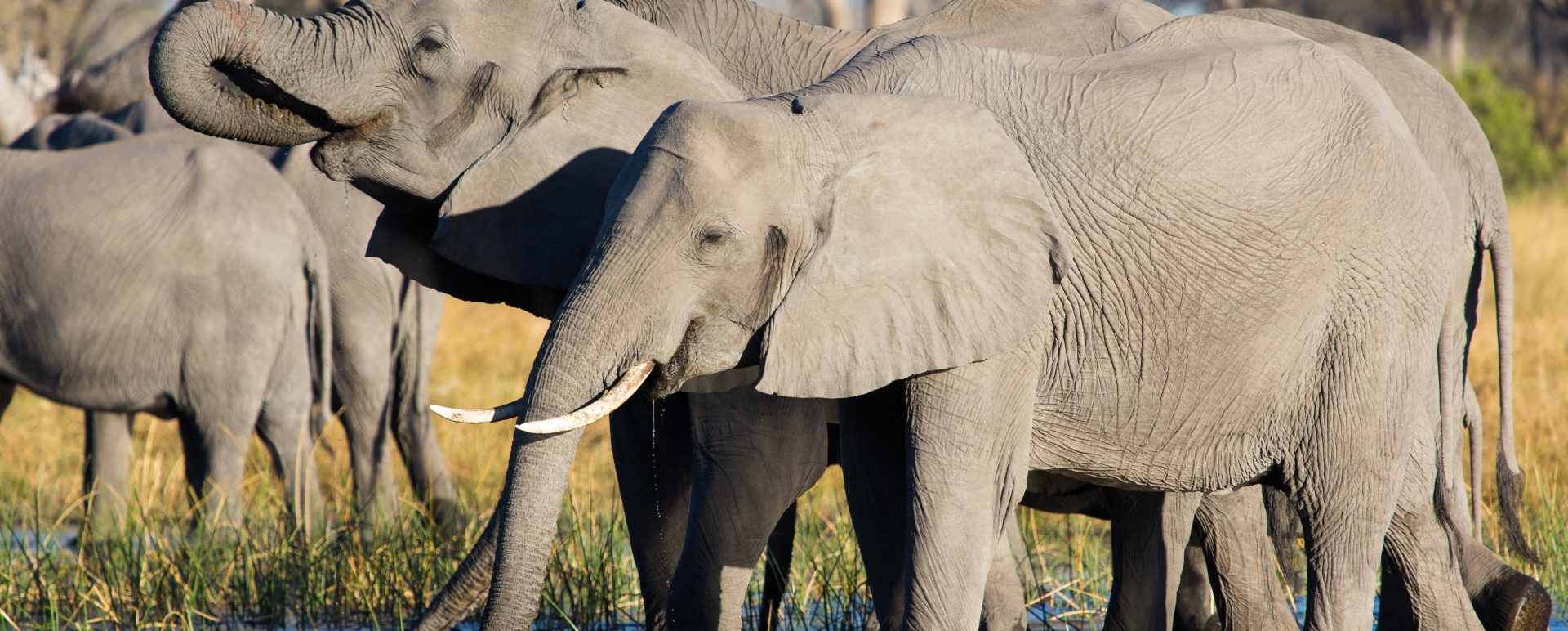 Linyanti elephants 