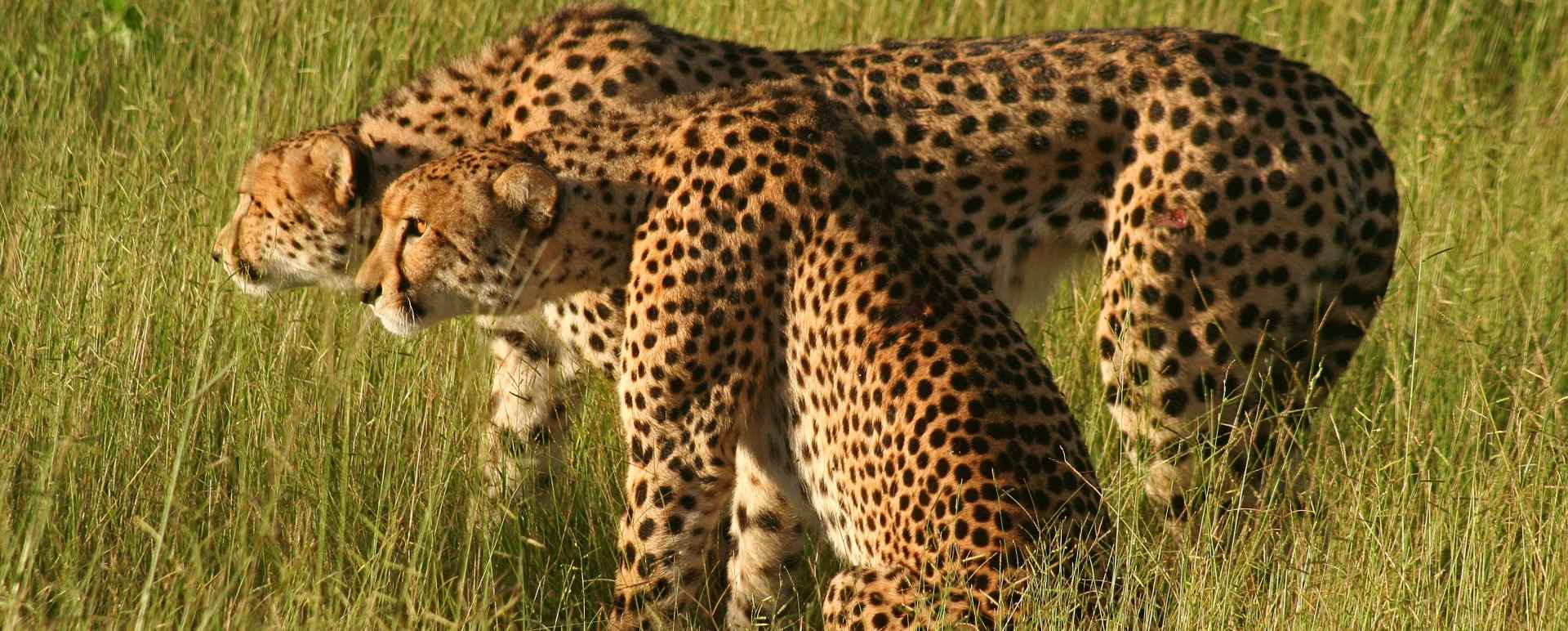 Cheetah - Discover the Okavango Delta