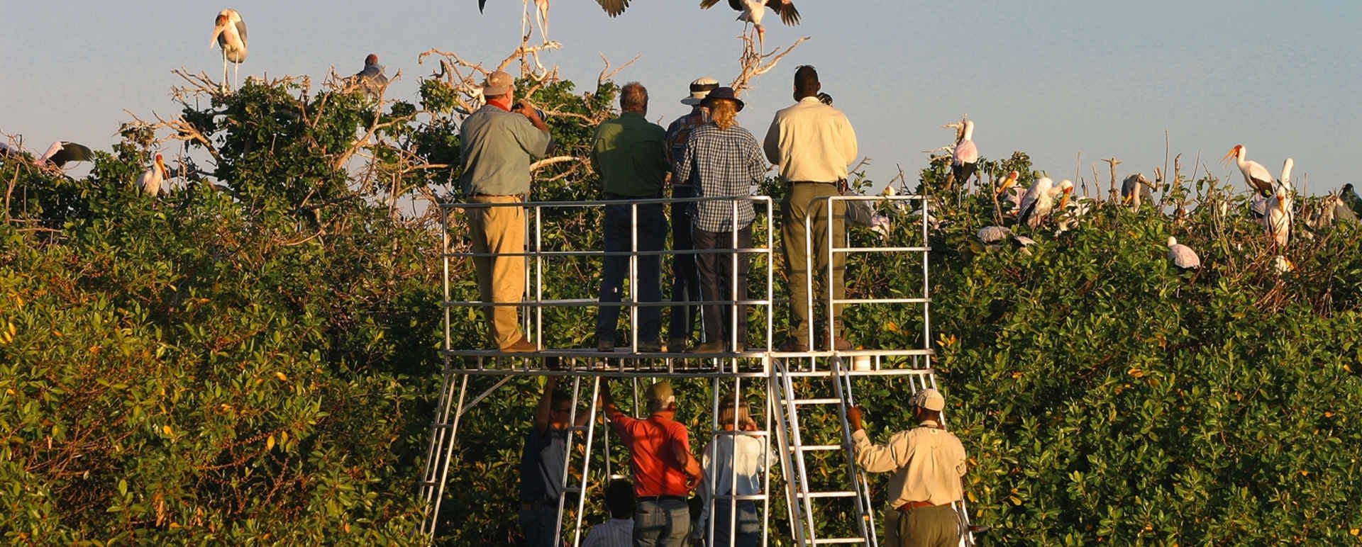 Visiting the Kwara heronry - Discover the Okavango Delta