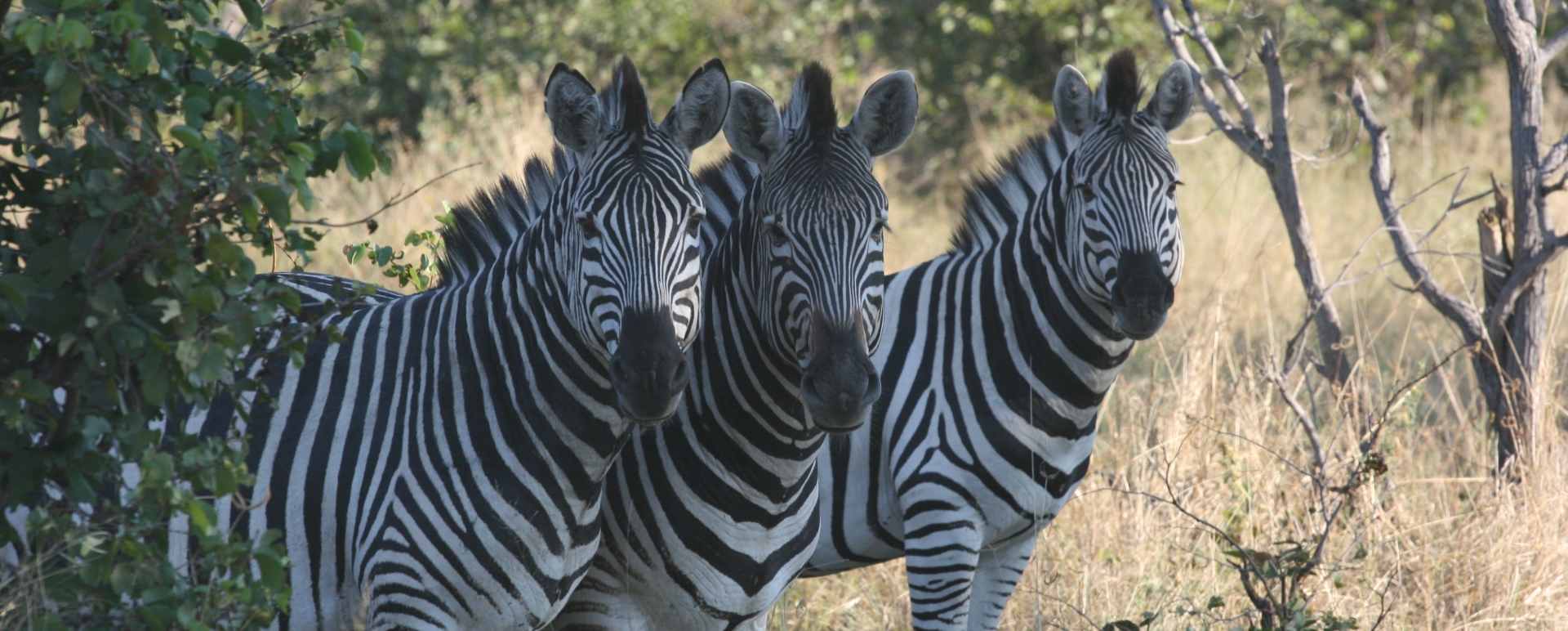 Botswana wildlife 