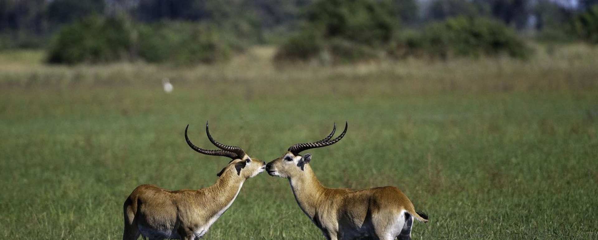 Red lechwe at Mombo Camp 