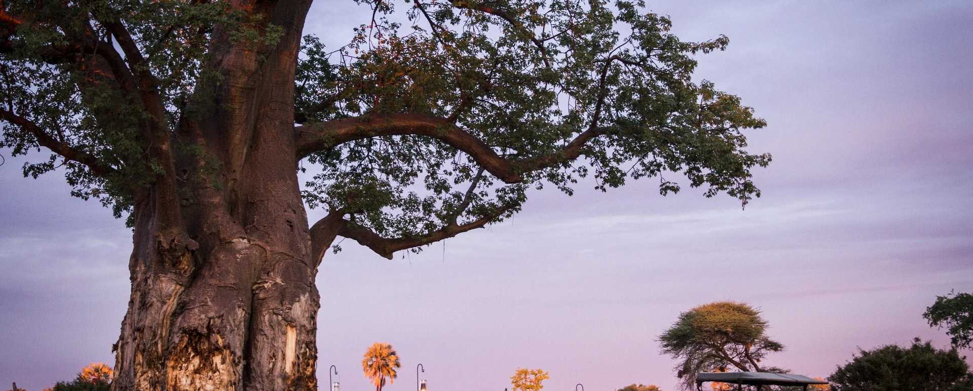 Mombo baobab tree 