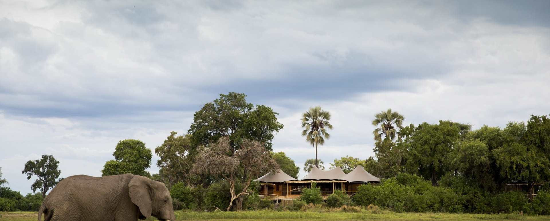 Mombo Camp with an elephant visitor  