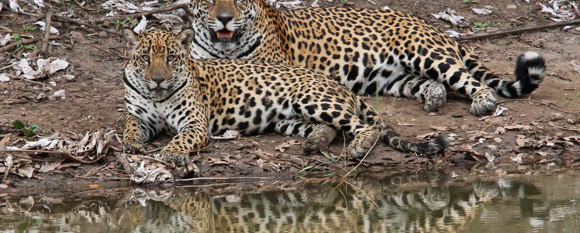 Wildlife - Caiman Ecological Refuge