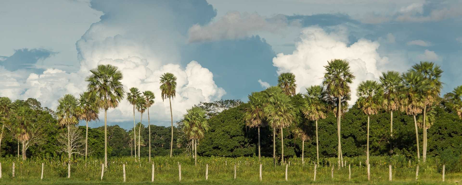 Pantanal - Caiman Ecological Refuge