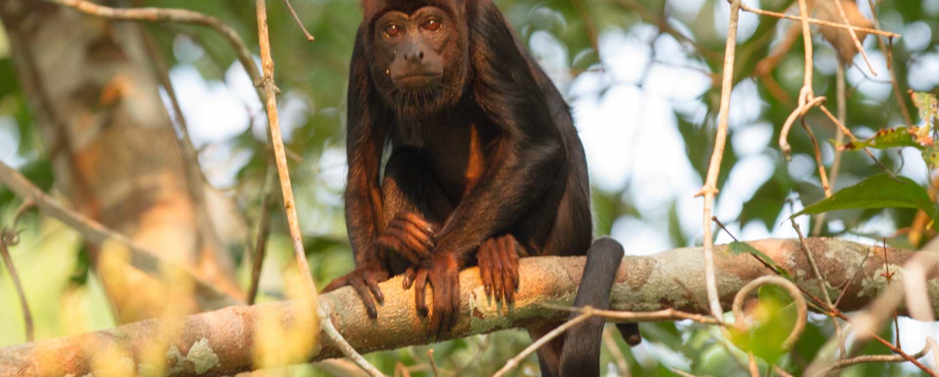 Howler Monkey - Cristalino Jungle Lodge