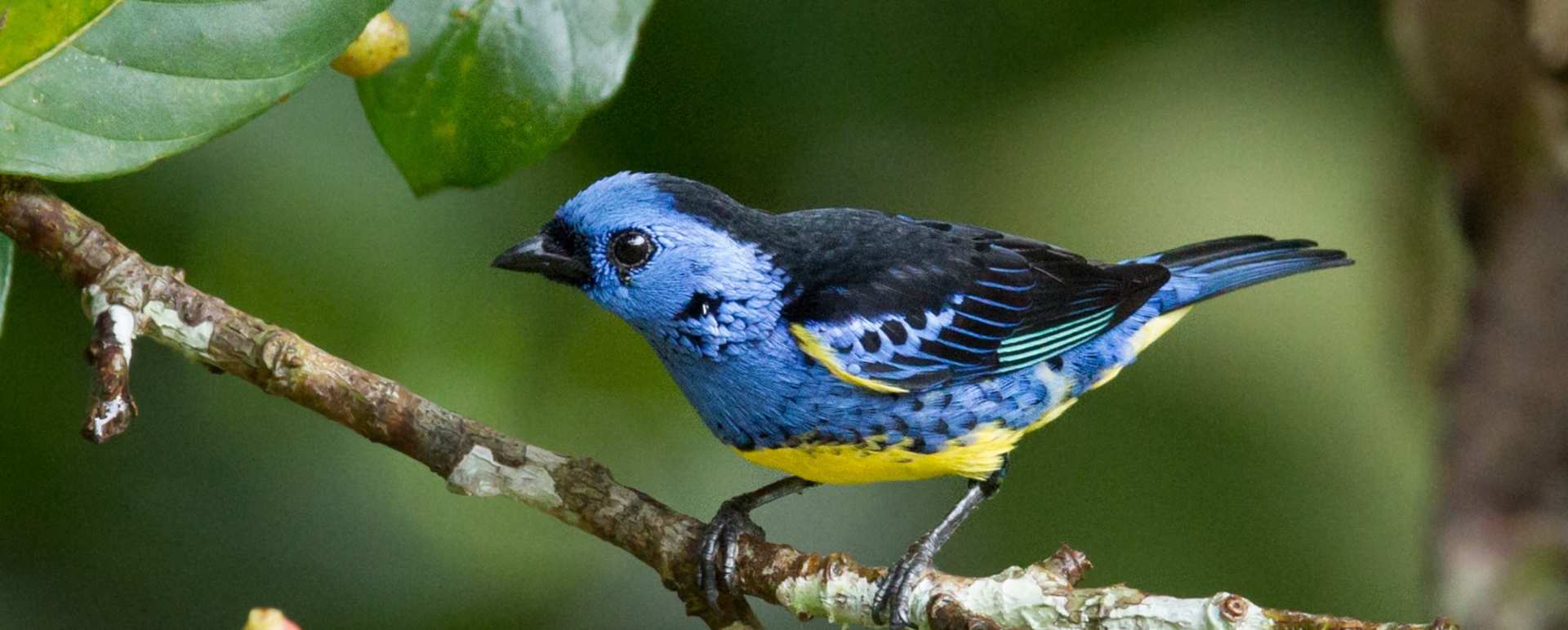 Birdlife - Cristalino Jungle Lodge