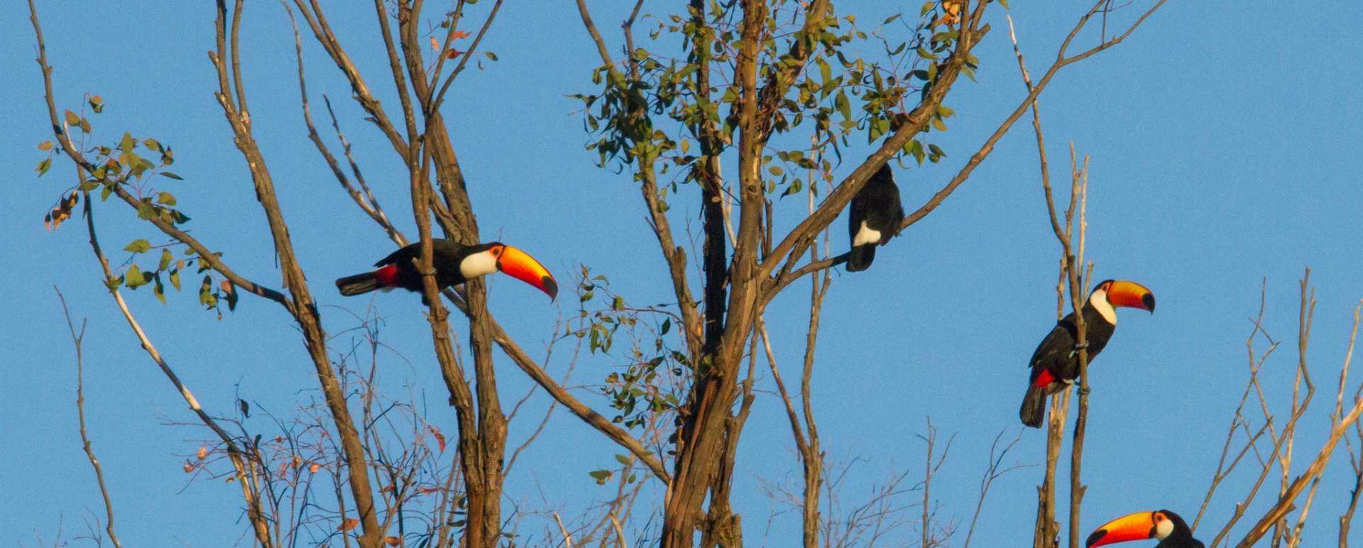 Toucans 