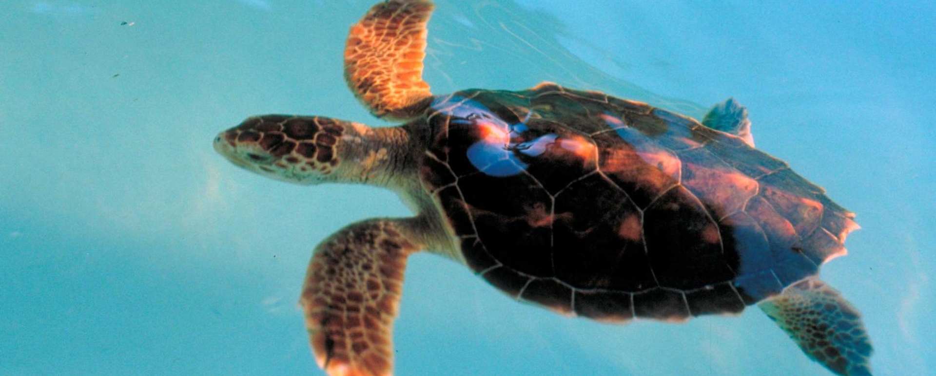Turtle - Praia do Forte Eco Resort & Thalasso Spa