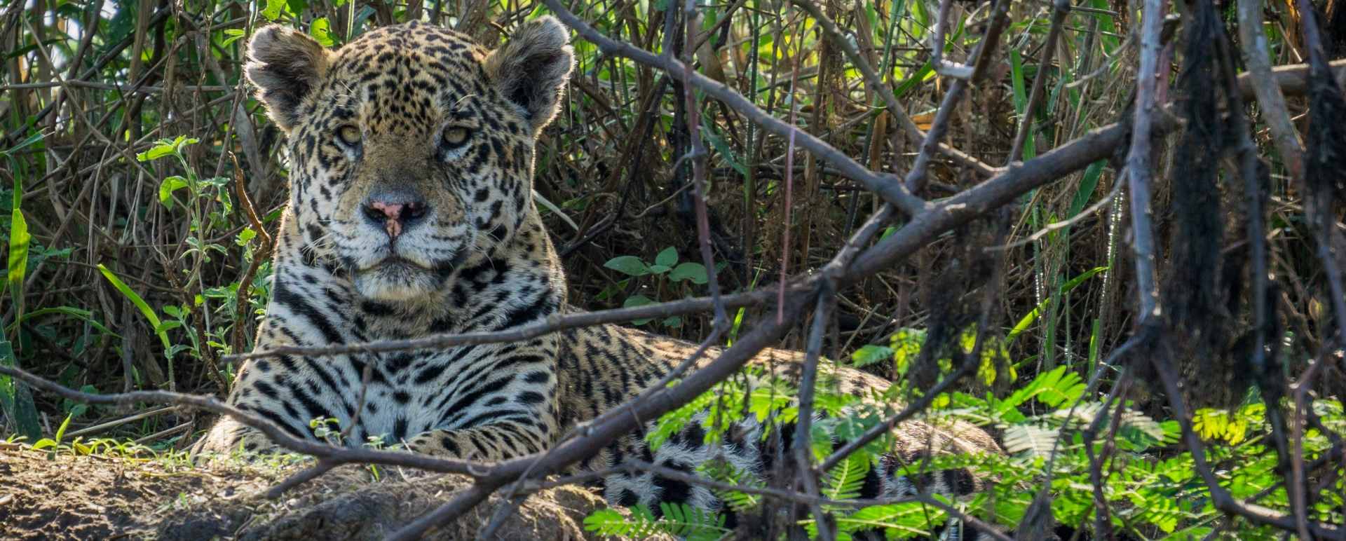 Oncafari Project at Caiman Ecological Refuge