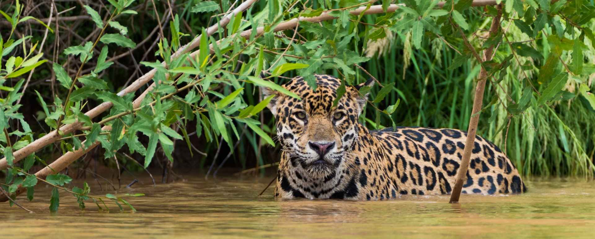 Wild Brazil Amazon  Pantanal Adventure 