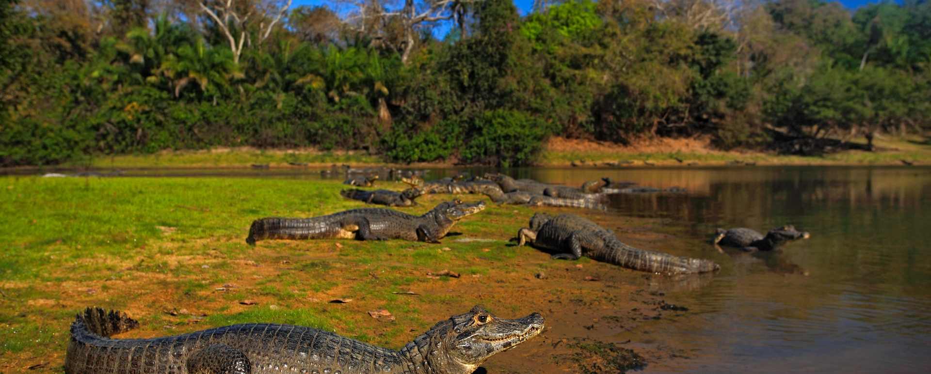 Wild Brazil Amazon  Pantanal Adventure 