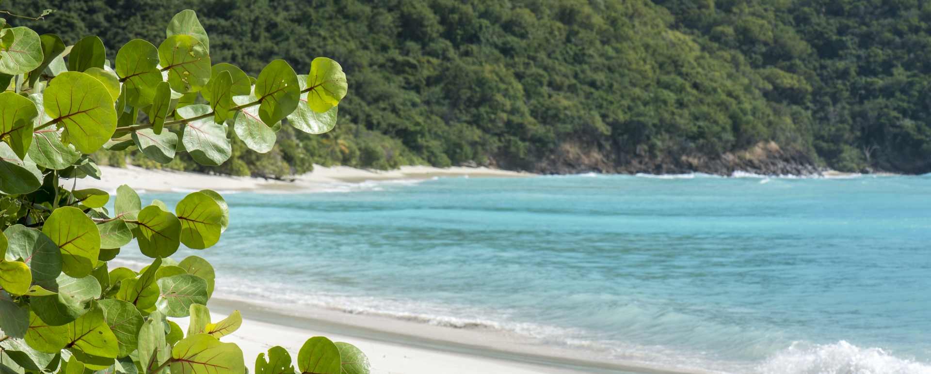 Guana Island  