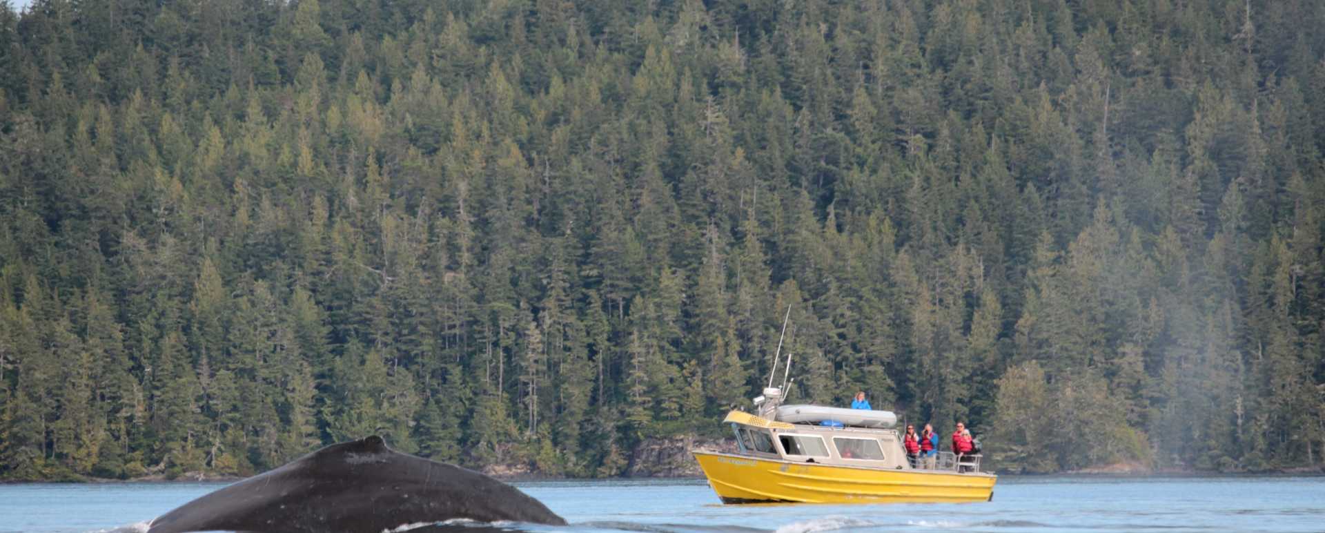 Humpback Whales at Farewell Harbour