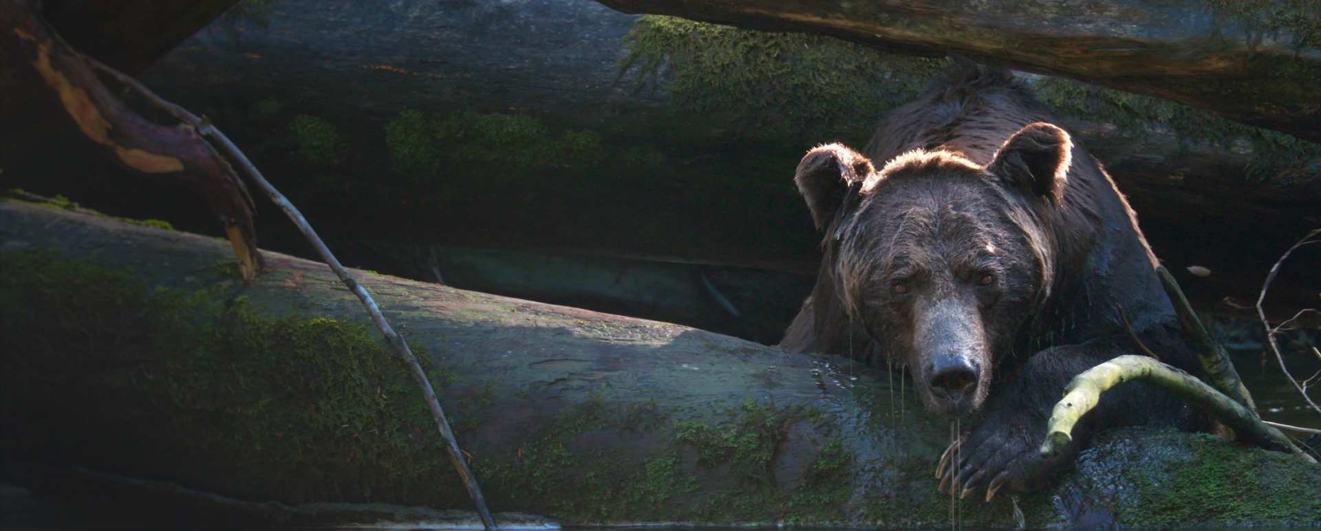 Grizzly Bear 