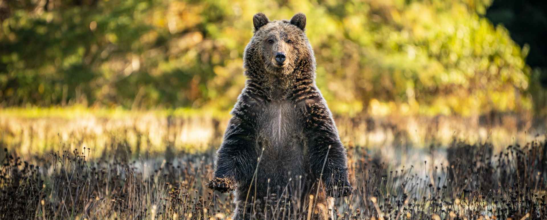 Grizzly Bear   