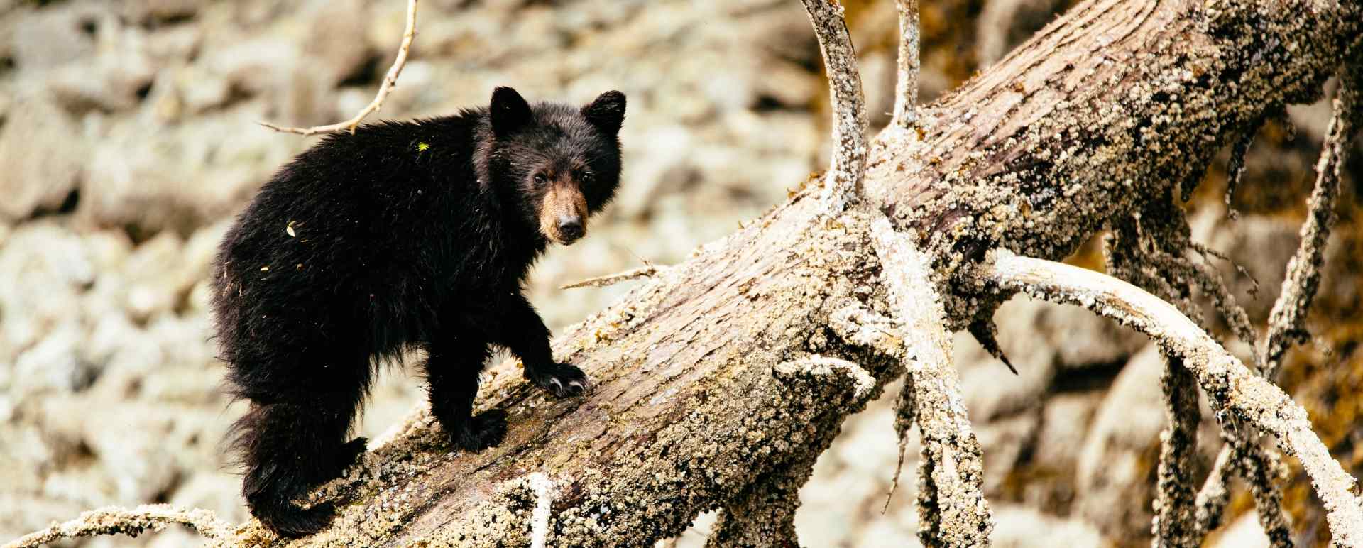 Wandering bear cub - Nimmo Bay Resort