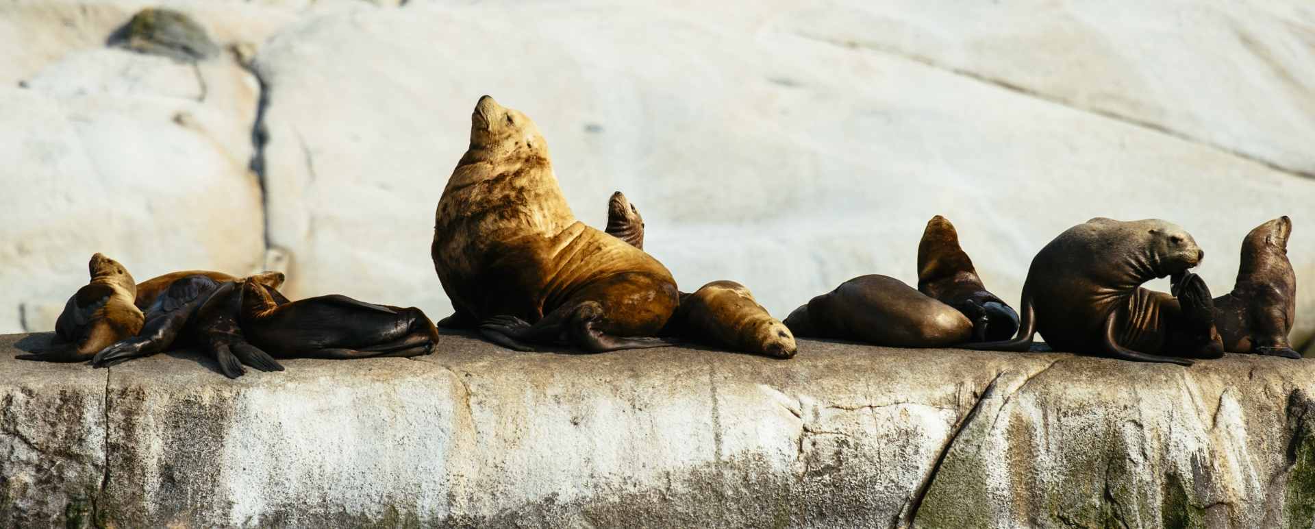 Visit the sea lions - Nimmo Bay Resort