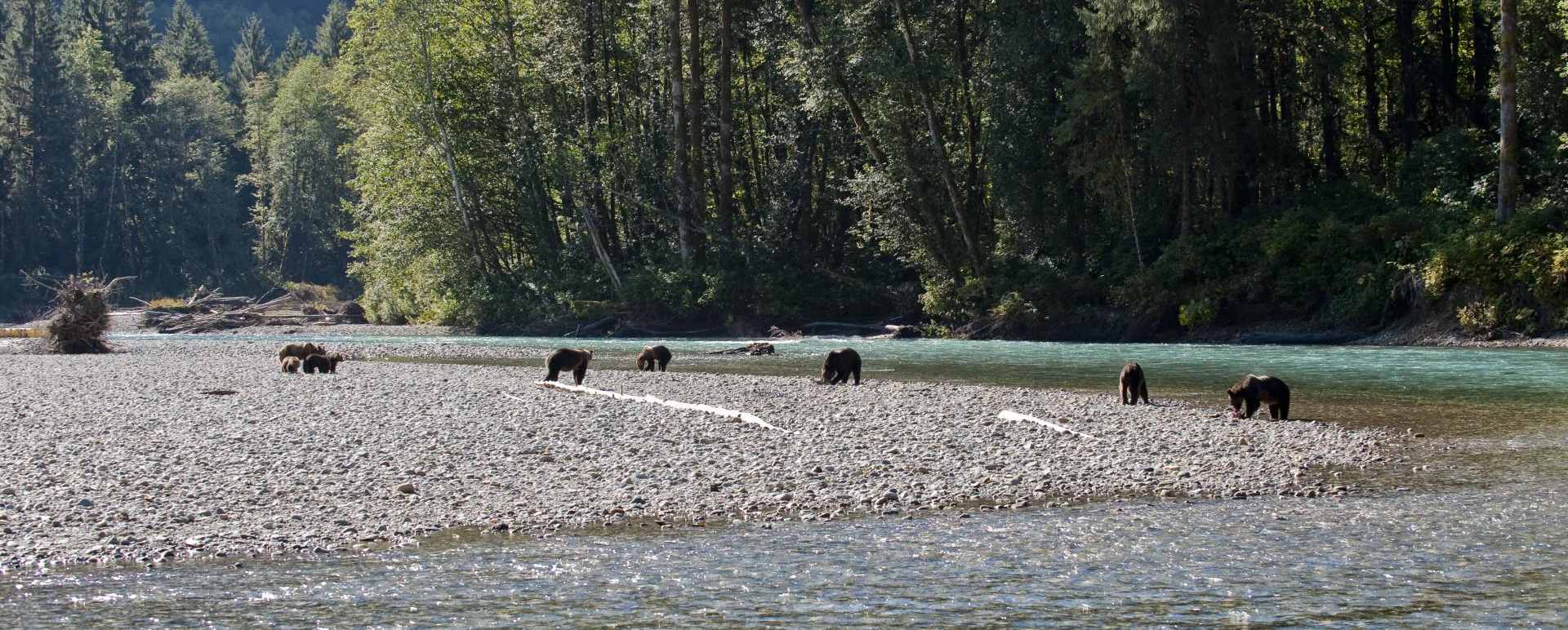 Bears Feeding - Sonora Resort