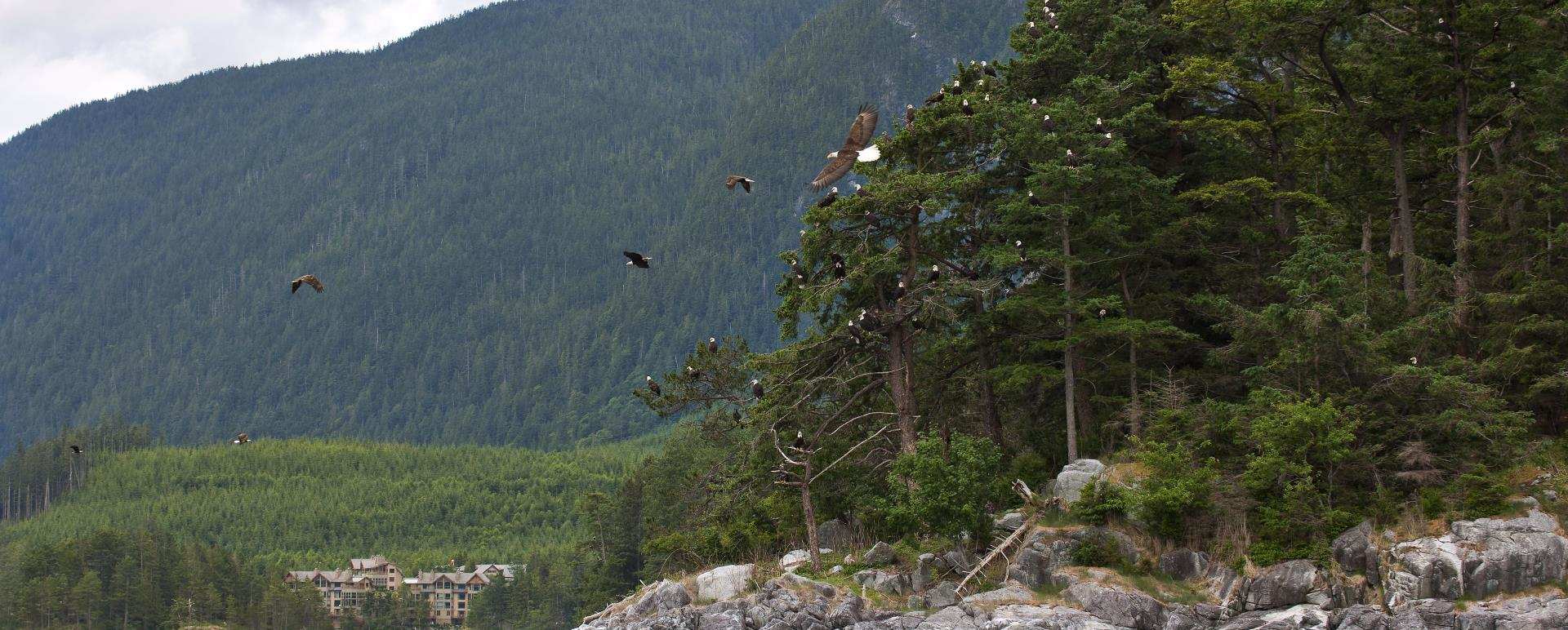 Eagles take Flight - Sonora Resort