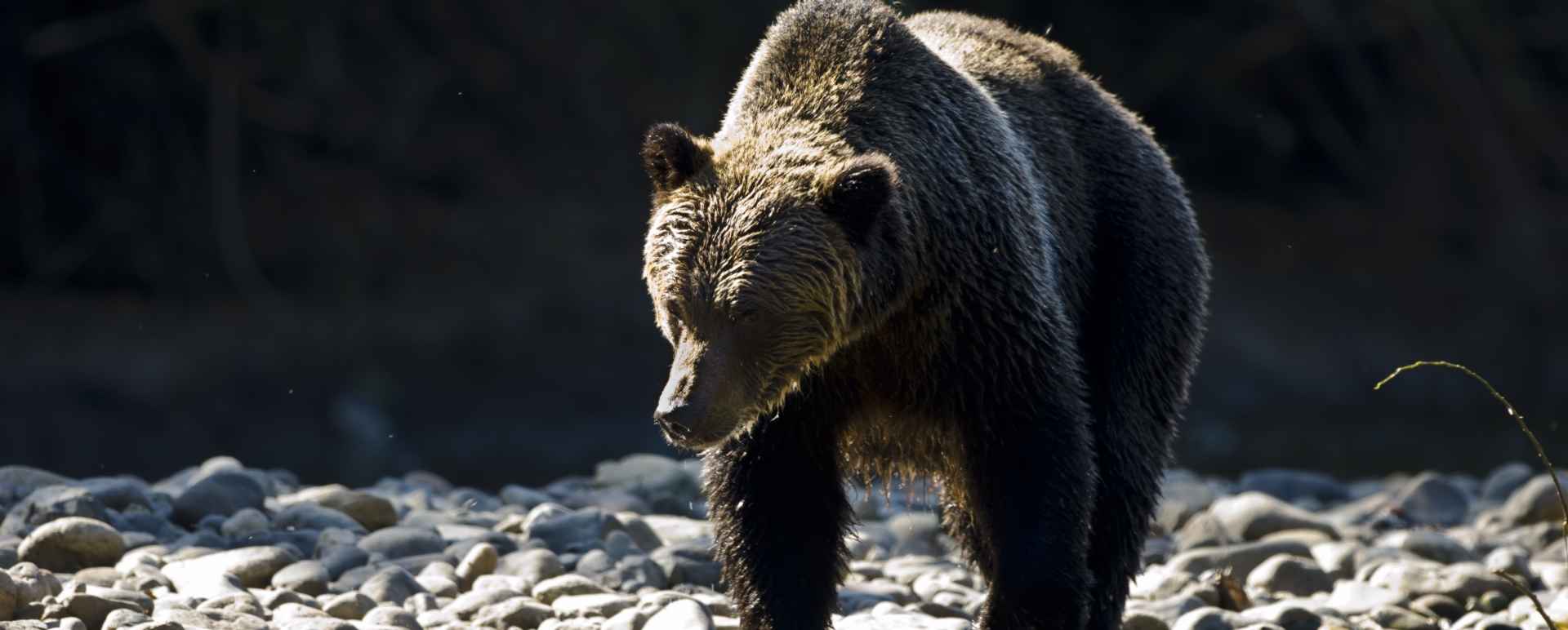 Bear 
