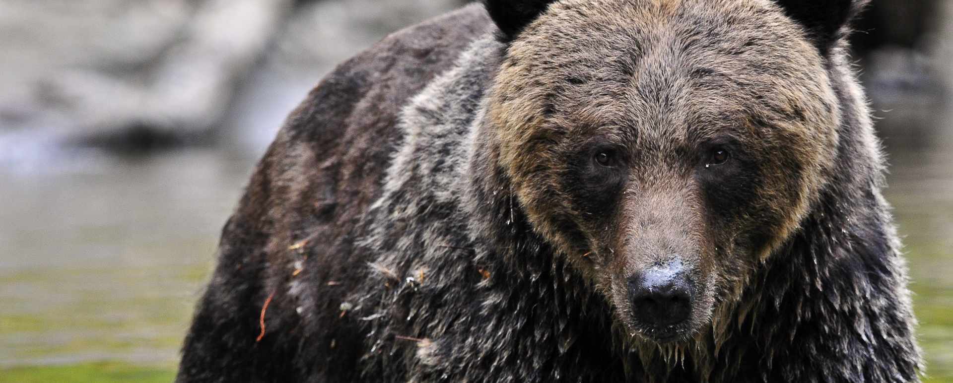 Bear 